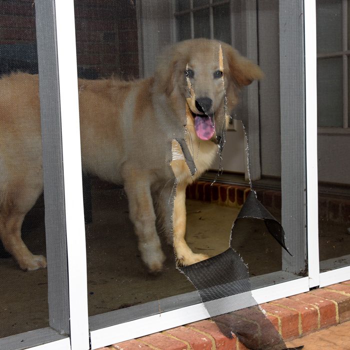 Pet Protection
